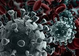 اكتشاف فيروس كورونا جديد فى الخفافيش بأمريكا الجنوبية.. هل يصيب البشر؟