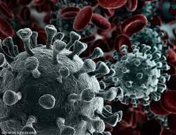 اكتشاف فيروس كورونا جديد فى الخفافيش بأمريكا الجنوبية.. هل يصيب البشر؟