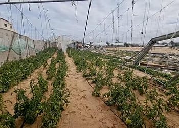 إعادة بناء القطاع الزراعي في غزة: رحلة طويلة نحو التعافي واستعادة الأمل