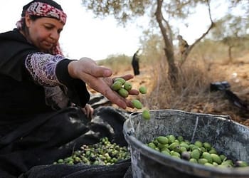 “نُحرم من مصدر رزقنا”: مزارعو الضفة الغربية يتحدثون عن القيود المفروضة عليهم في موسم قطف الزيتون