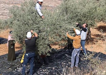 استمرار هجمات المستوطنين في الضفة الغربية، ودعوة لمحاسبة المتورطين