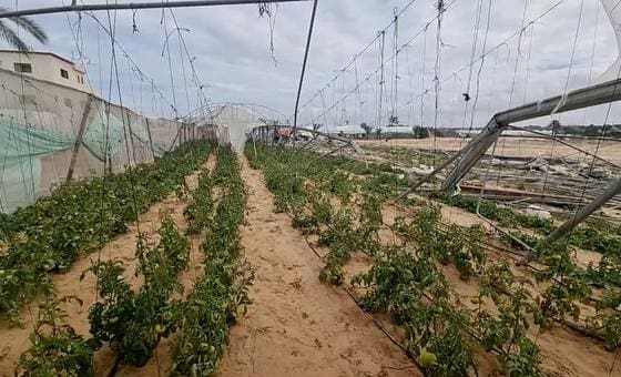 إعادة بناء القطاع الزراعي في غزة: رحلة طويلة نحو التعافي واستعادة الأمل