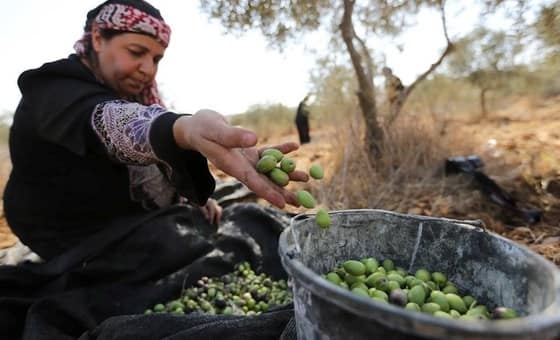 “نُحرم من مصدر رزقنا”: مزارعو الضفة الغربية يتحدثون عن القيود المفروضة عليهم في موسم قطف الزيتون