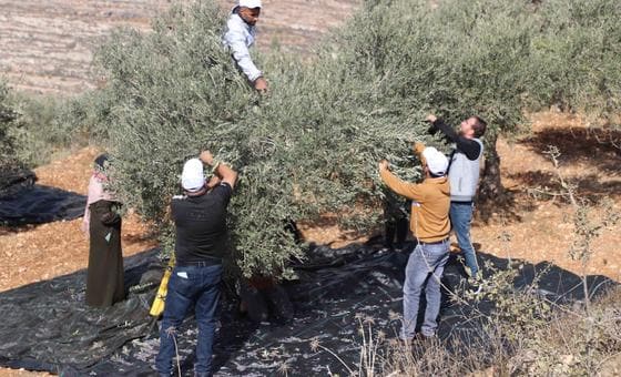 الأمم المتحدة: الاعتداءات على موسم قطف الزيتون تهدف إلى فصل الفلسطينيين عن أرضهم