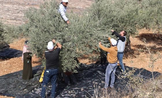 استمرار هجمات المستوطنين في الضفة الغربية، ودعوة لمحاسبة المتورطين