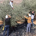 الأمم المتحدة: الاعتداءات على موسم قطف الزيتون تهدف إلى فصل الفلسطينيين عن أرضهم